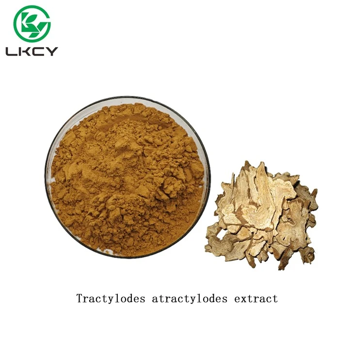 Ekstrak Tractylodes Atractylodes
